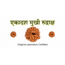 11 Mukhi Rudraksh (2.0)